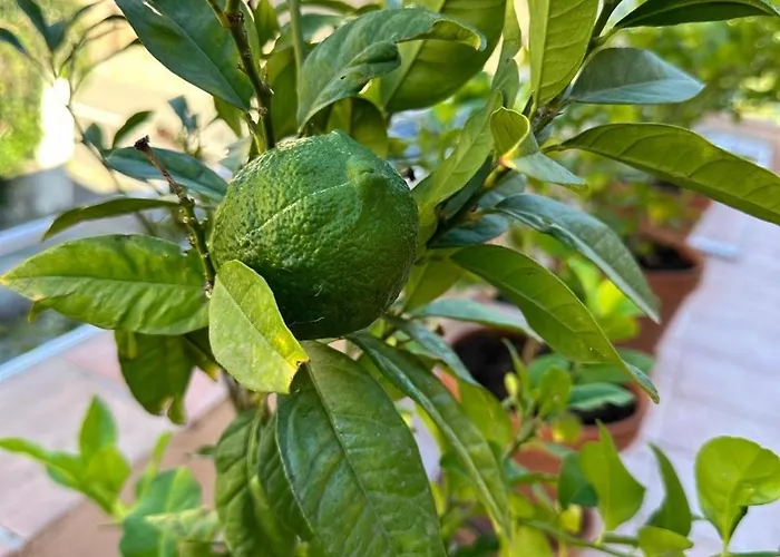 Belle Epoque Idealement Situee Et Centre Сен-Рафаель